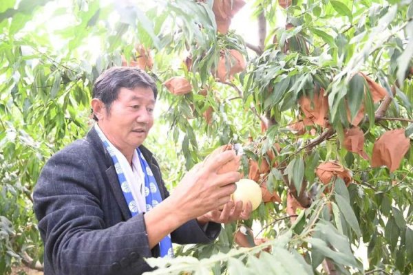 国融资管 肥城：“数字桃”里的“甜经济”